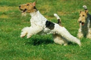 Две собаки породы жесткошёрстный фокстерьер Жесткошёрстные фокстерьеры