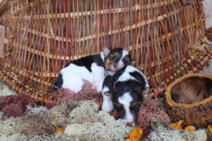 Щенки жесткошёрстного фокстерьера Маленькие щенки жесткошёрстного фокстерьера