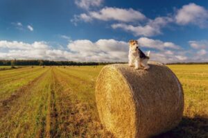 Фокстерьер жесткошёрстный фото Фокстерьер жесткошёрстный фото в поле