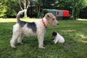 Фокстерьер жесткошёрстны с маленьким щенком Фокстерьер жесткошёрстный и маленький щенок