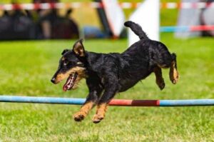 Ягдтерьер дрессировка Ягд дрессировка