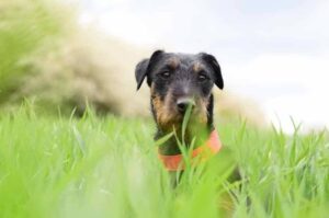 Фото ягдтерьера Фото собаки породы ягдтерьер