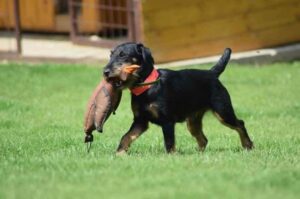 Ягд дрессировка Дрессировка собаки ягдтерьер