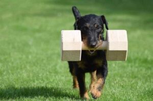 Тренировка ягдтерьера Ягдтерьер выполняет упражнения