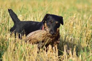 Ягдтерьер поймал добычу Ягд поймал добычу