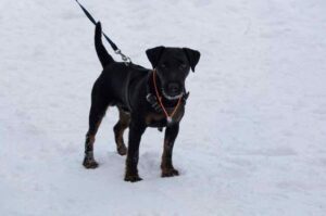 Ягд черный Черный ягдтерьер