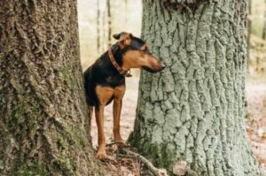 Ягдтерьер для охоты Собака ягдтерьер для охоты