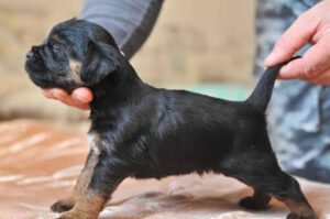 Щенок немецкого ягдтерьера Щенок ягдтерьера