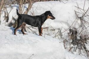 Собака ягдтерьер Собака породы ягдтерьер