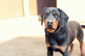 Все о породе ягдтерьер Порода ягдтерьер