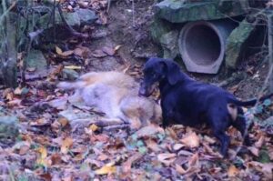 Ягд на охоте Ягдтерьер на охоте