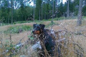 Ягд в лесу Ягдтерьер в лесу