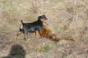 Ягд поймал добычу Ягд на охоте поймал добычу