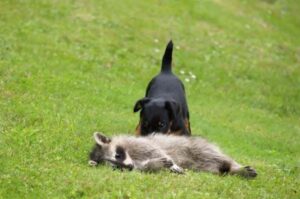 Щенок ягдтерьера с добычей Щенок ягдтерьера-охотник