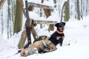 Ягдтерьер после охоты Охотничьи качества ягдтерьера