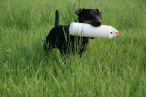 Как воспитывать ягдтерьера Как воспитывать ягда?