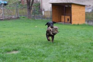 Ягдтерьер несет добычу Ягдтерьер с добычей