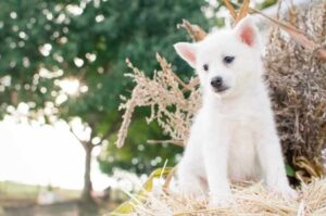 Красивый щенок японского шпица Щенок японского щпица