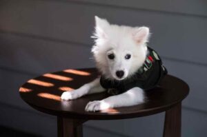 Щенок японского шпица в одежде Японский шпиц в одежде
