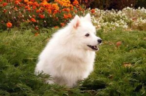 Собака японский шпиц Собака породы японский шпиц