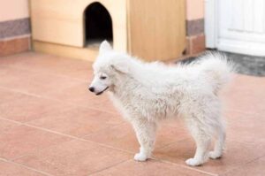 Щенок породы японский шпиц Щенок японского шпица