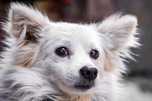 Мордочка японского шпица Японский шпиц: фото крупным планом