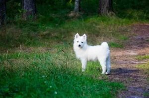 Щенок японского шпица Фото щенка японского шпица