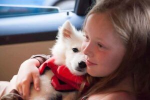 Японский шпиц с девочкой в машине Японский шпиц с девочкой едет в машине