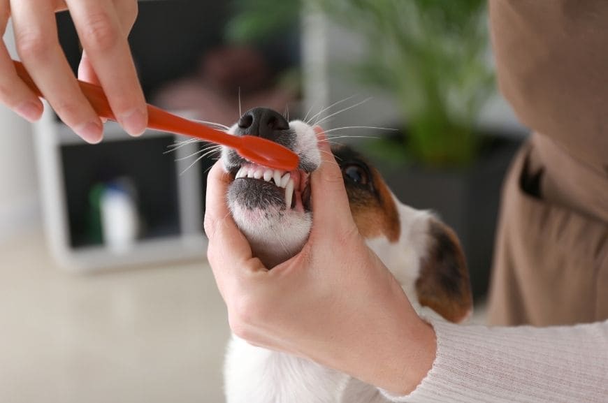 Как правильно чистить зубы собаке дома