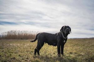 Кане-корсо сука