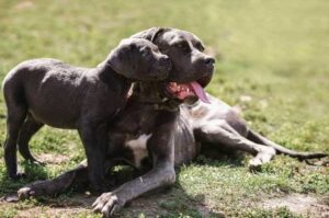 Взрослая собака кане-корсо со своим щенком