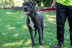 Кане-корсо с хозяином на прогулке