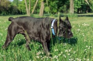 Кане корсо: стандарт породы