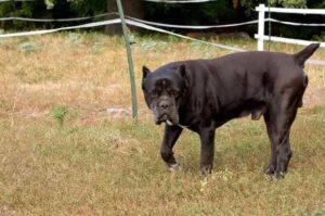 Порода кане-корсо