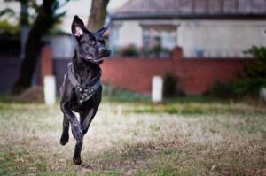 Собака кане-корсо бежит