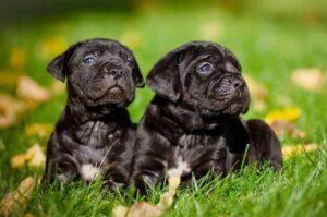 Два щенка кане-корсо