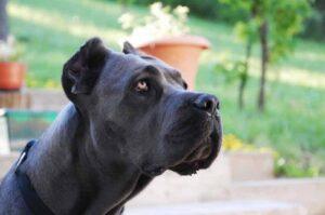 Кане корсо фото