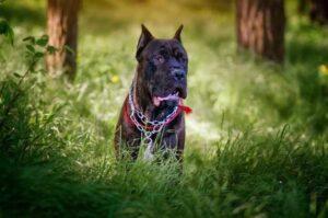 Собака кане-корсо