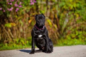 Фотография кане-корсо