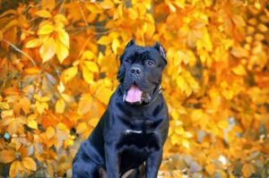 Окрасы кане корсо