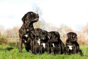 Кане корсо и щенки