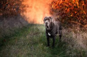 Красивый пёс кане-корсо