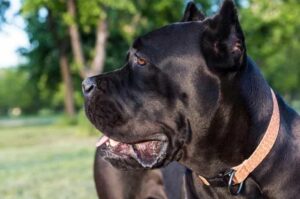 Фото породы кане-корсо