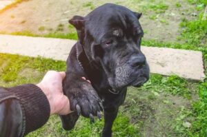 Дружелюбный щенок кане-корсо