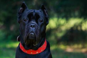 Порода кане корсо