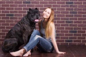 Собака кане-корсо с девушкой