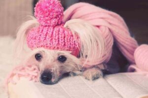 Китайская хохлатая в шапочке