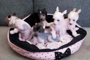 Щенки китайской хохлатой собаки