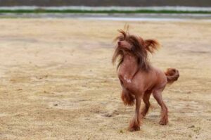 Китайская хохлатая: все о породе и содержании