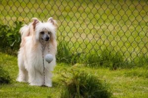 Китайская хохлатая собака с шерстью